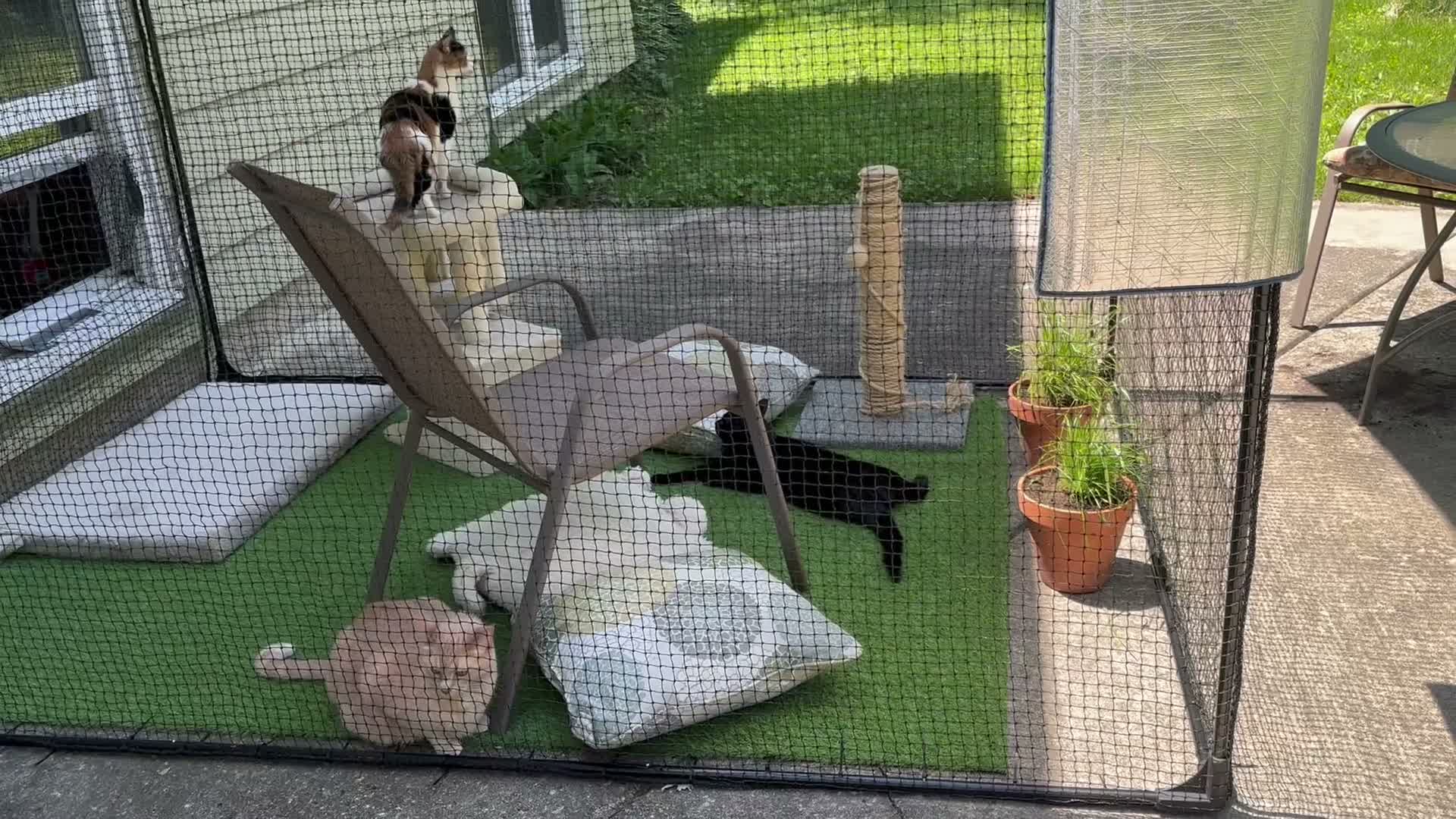 Mid-Size Classic Portable Catio 8'2